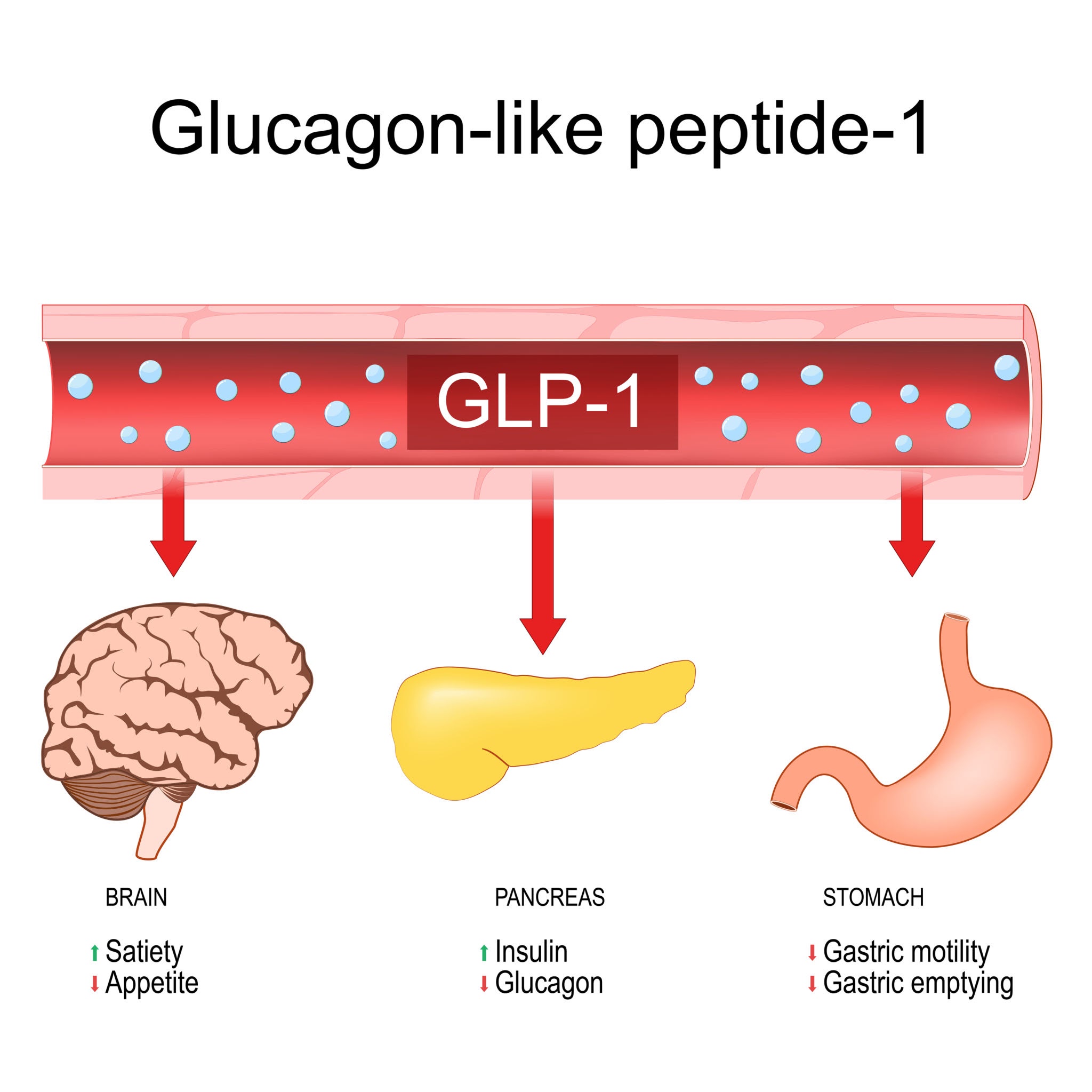 Image of GLP-1, GIP, and Glucagon Receptor signaling pathways